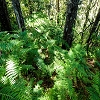 Plants: image 64 Of 208 Thumb